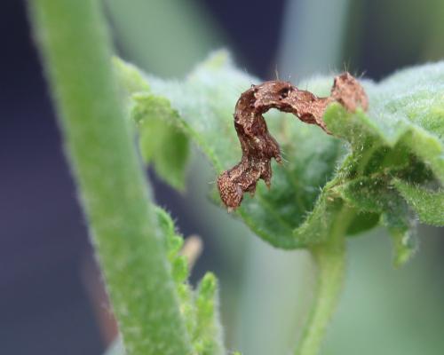 Réf. 236 935 : Acontia lucida